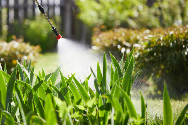 24/7 Emergency Termite Control experts in Alvord, TX